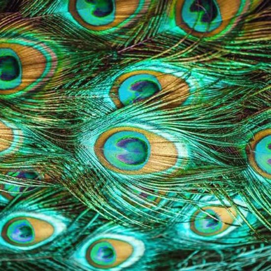 vera cardoso styliste graphiste coach en image fond plumes accompagnement renaissance